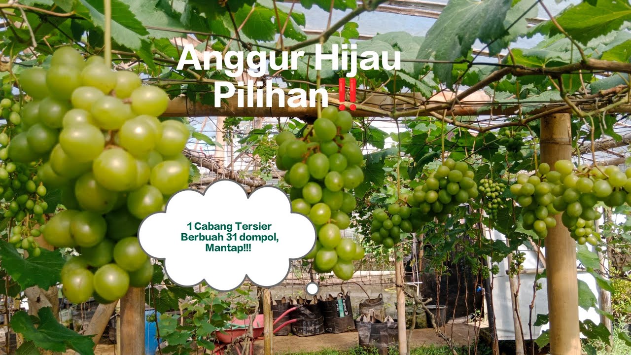 ANGGUR HIJAU PILIHAN DENGAN BEBERAPA KEUNGGULAN ⁉️