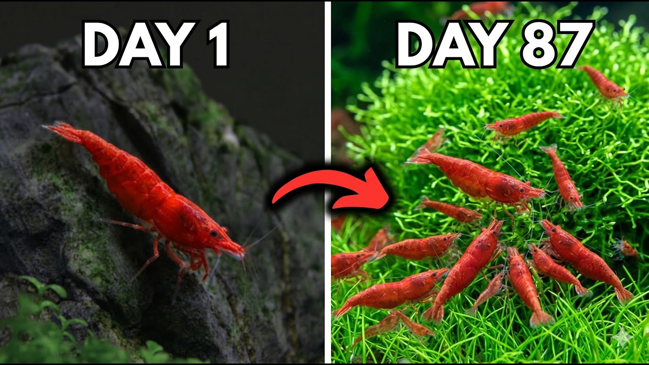 Вырасти собственную армию креветок-вишен! 🦐