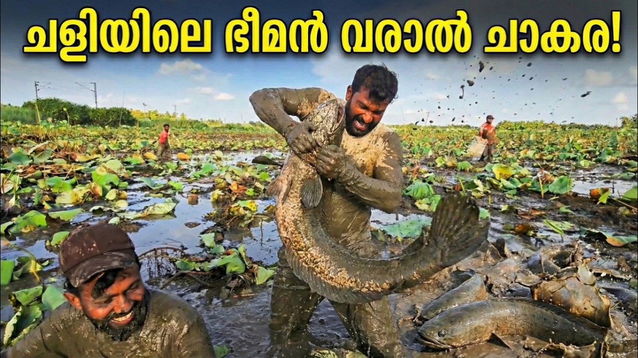 കൈവിട്ടുപോയ വരാലുകൾ 😱 Mud Fishing | Ep-2