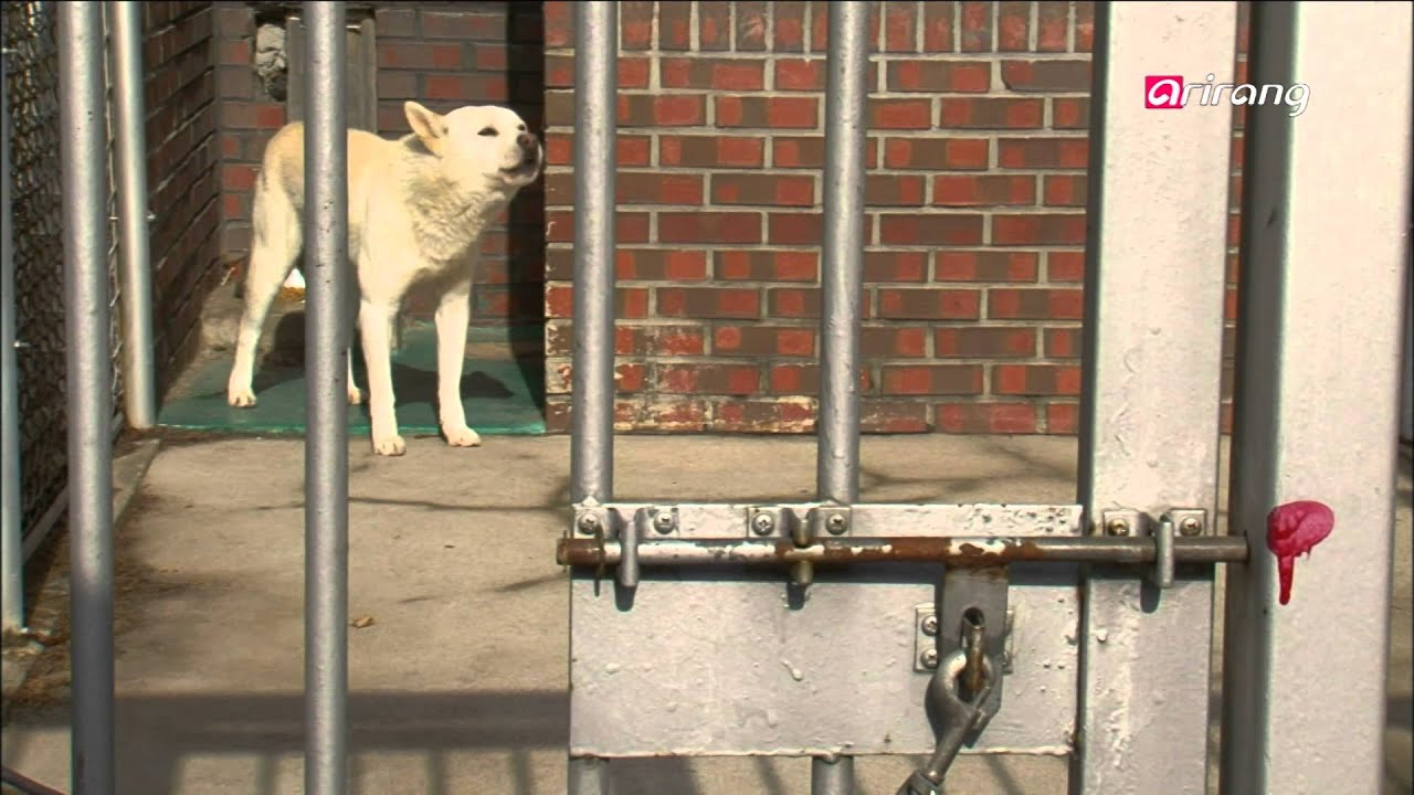 100 Icons of Korean Culture Ep30 Jindo Dog