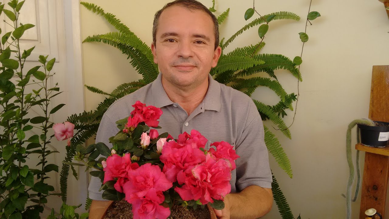 Azaléia: como plantar e cuidar.