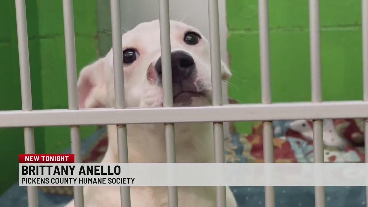 Pickens Co. Humane Society at risk of closing