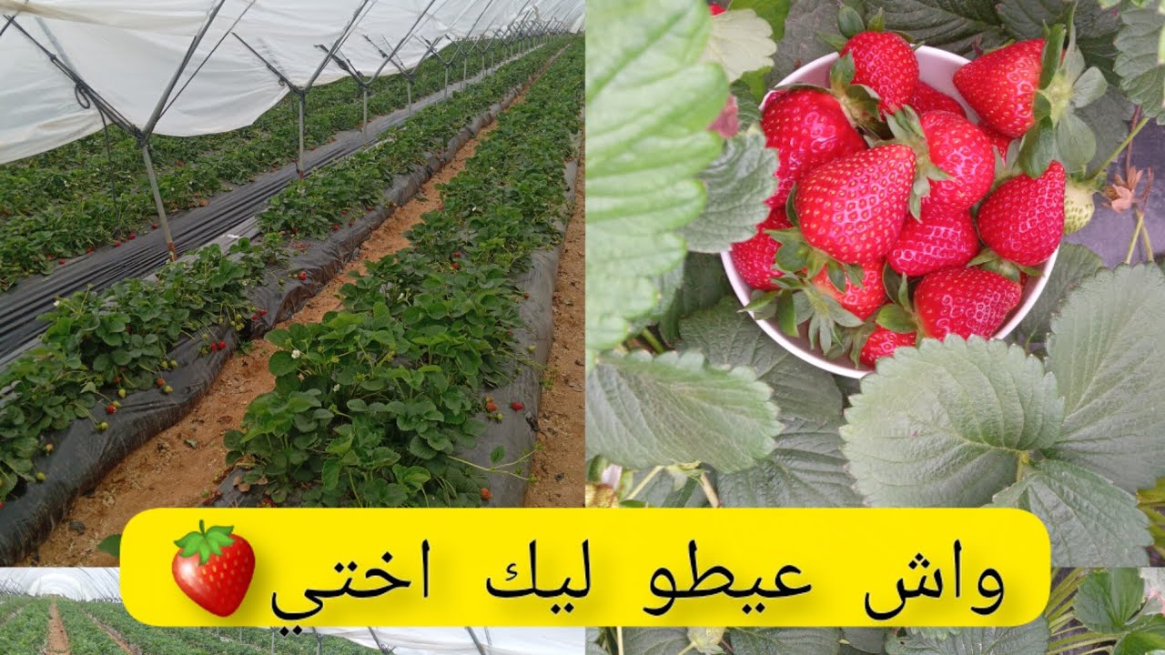 واش عيطو ليك ولا باقي👈🔊🇲🇦🇪🇦🍓باقي كيعيطو على جداد وراهم جايين🛳🛥🇲🇦🇪🇦🍓