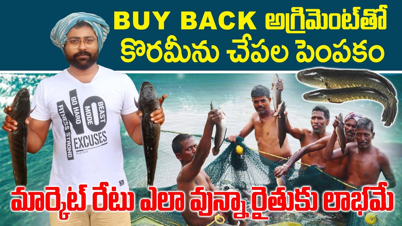 Buy Back Korameenu Fish Farming | అగ్రిమెంట్ తో కొరమీను చేపల పెంపకం | AgriTech Telugu
