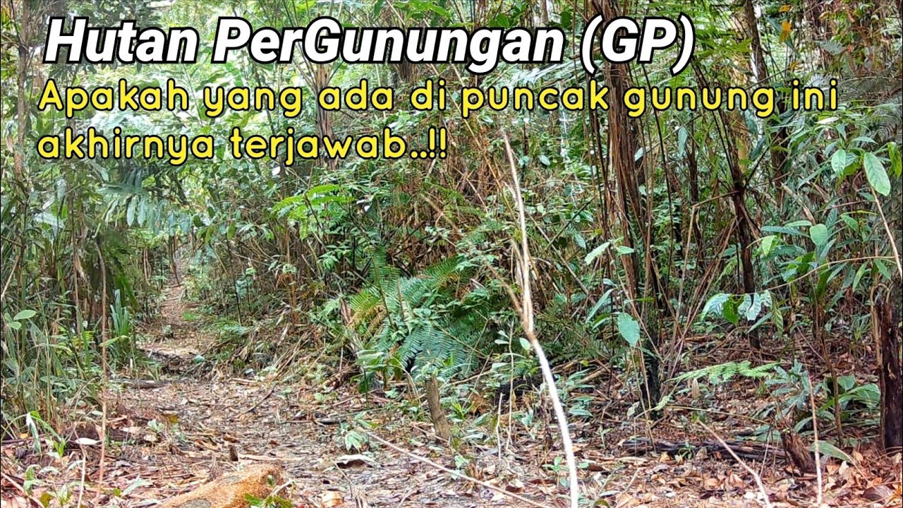 Akhirnya terjawab apa yang ada di puncak gunung GP | Edisi Hidupan Liar.