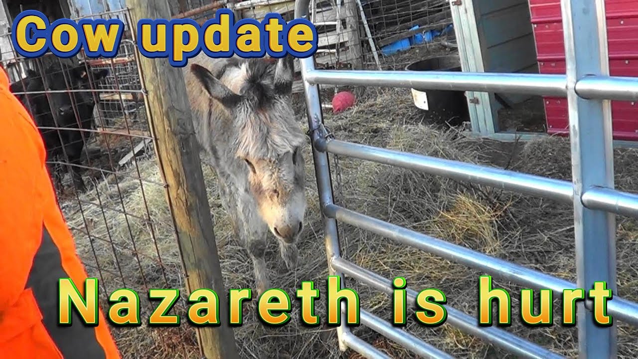 Cow update, Nazareth is hurt and visiting the heifers