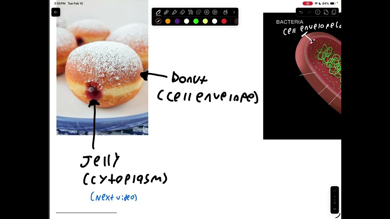 Microbial Cell Structure Pt.1 (cell envelope ) 