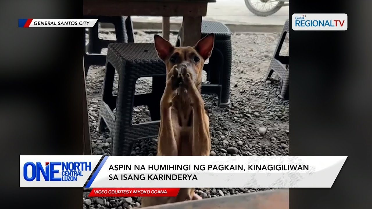 Aspin na humihingi ng pagkain, kinagigiliwan sa isang karinderya | One North Central Luzon