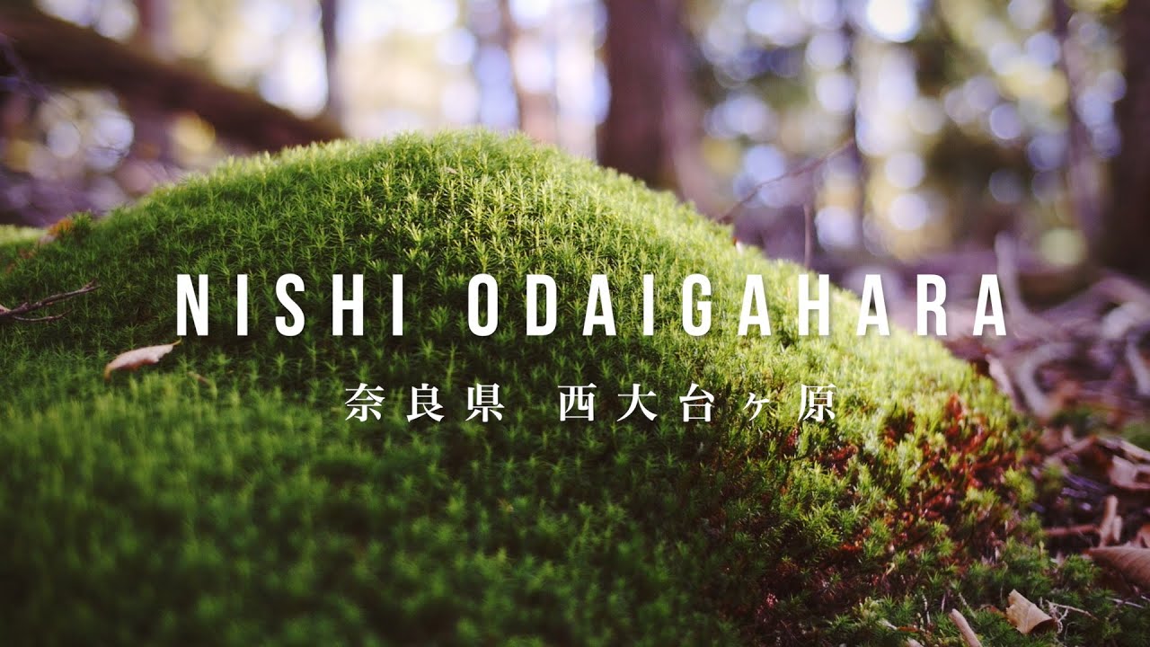 【公式】奈良・西大台ヶ原（Nishi Odaigahara）国立公園プロモーション（Short ver）