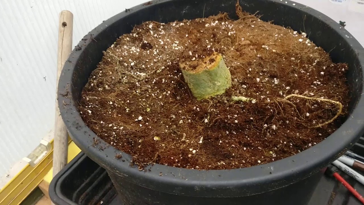 cannabis growing in Coco..by blue staff