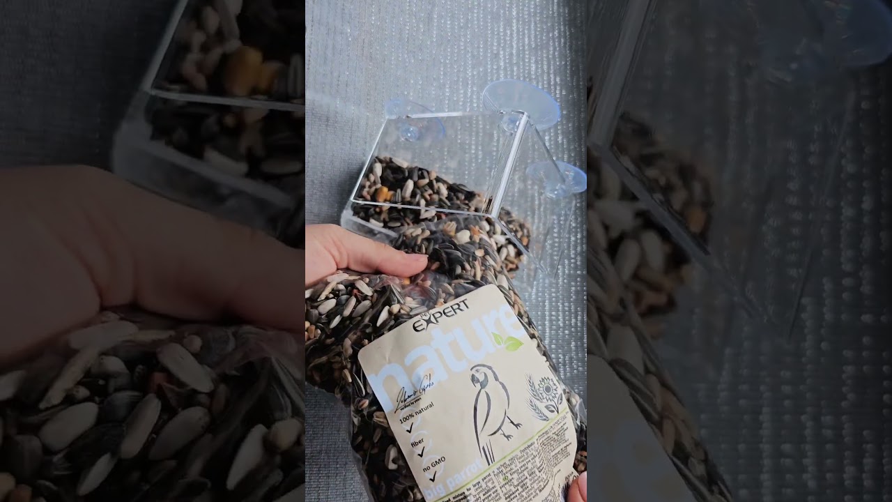 Window bird feeder 🐦 *birds at the end* #birds #birdsfeeder