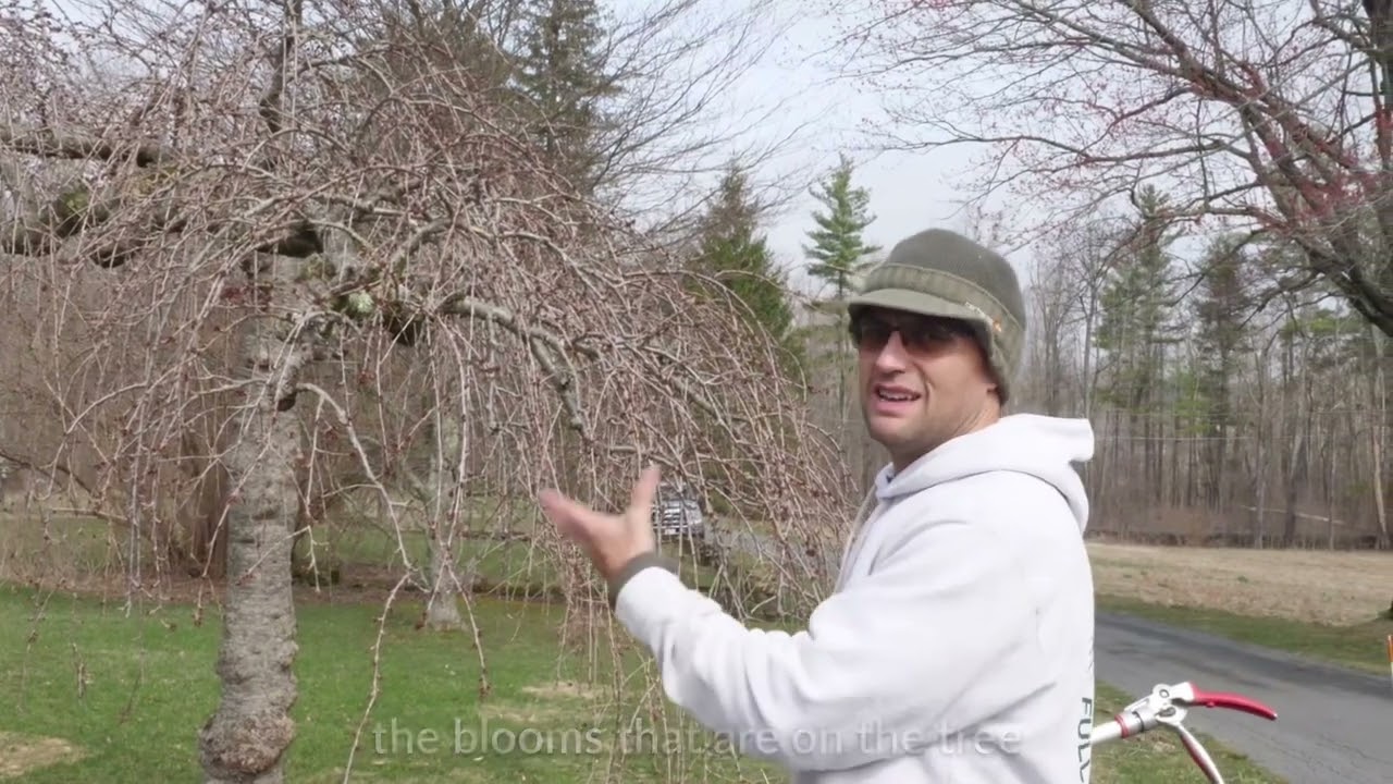 Pruning 101: Prune a Weeping Cherry Tree featuring Before and Afters