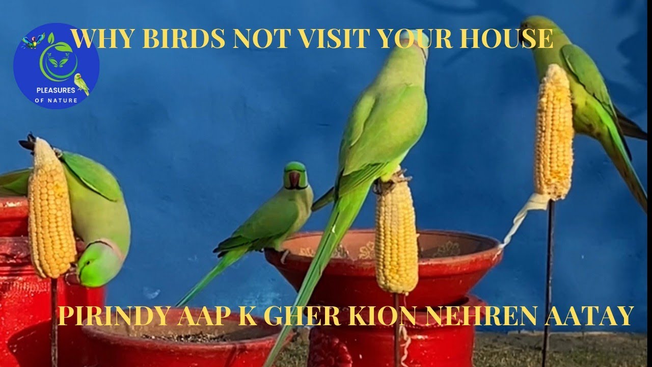 How To Attract Wild Birds at Home | Attracting Wild Birds | پرندوں کو گھر بلانے کے لیے ضروری چیزیں