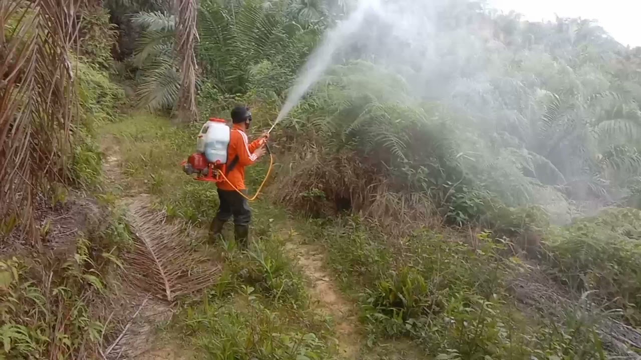Cara menggunakan knapsack sprayer 4 tak. lebih irit tenaga, irit waktu dan biaya.