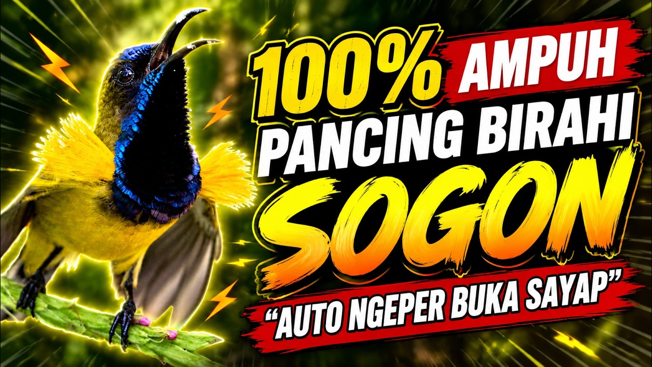 Suara Pancingan Sogon Paling Ampuh – Naikkan Birahi, Auto Gacor & Ngeper! #pancingansogokontong