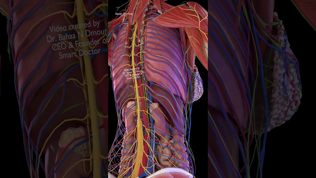 Kidney Nerves & Abdominal Aorta in 3D | Autonomic Pathways