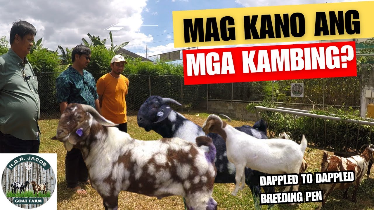 PRESYO NG KAMBING SA HBR GOAT JACOB'S GOAT FARM MAGKANO NGA BA?BAUAN BATANGAS/BOER GOAT FARMING