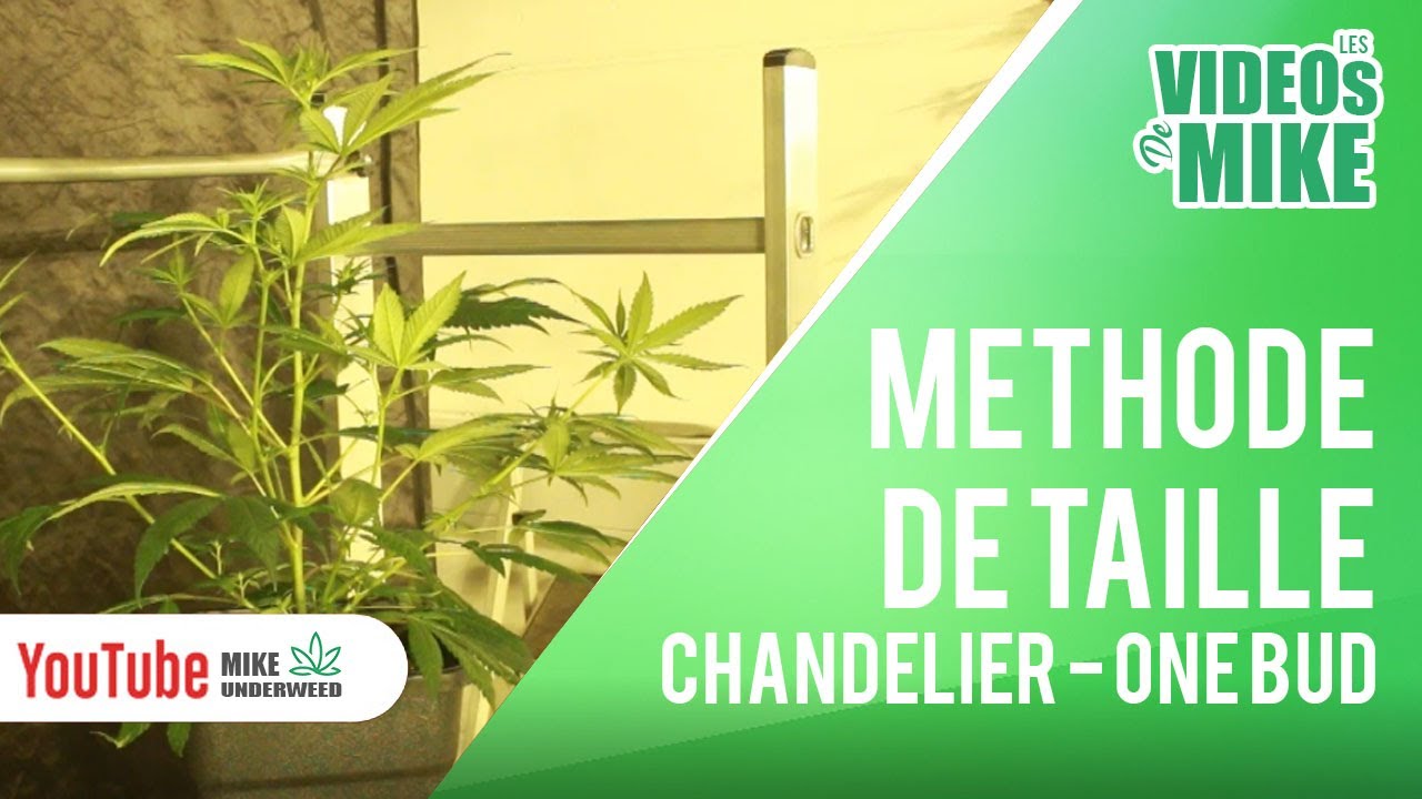 M&eacute;thode de taille Chandelier - One Bud