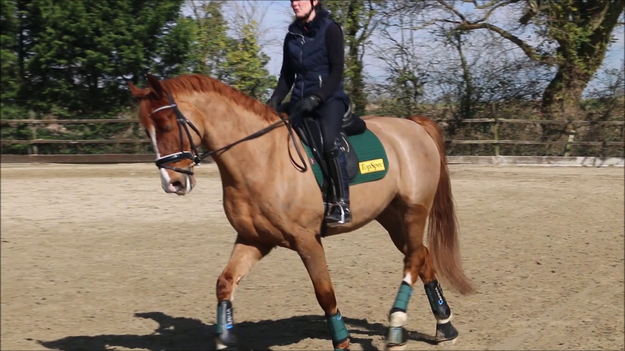 Improving your Trot Canter transitions - Dressage Training
