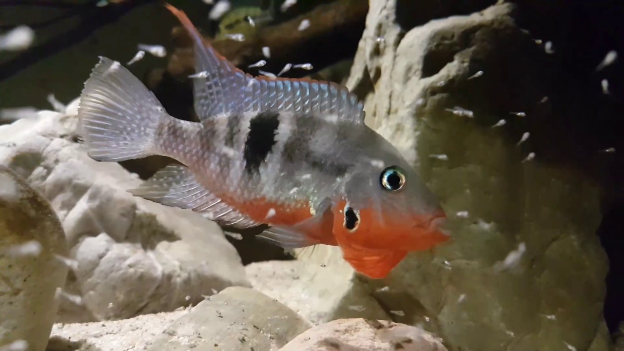 Thorichthys meeki with fry