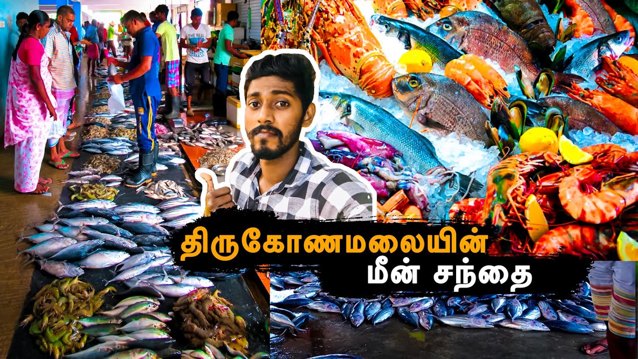 Trincomalee fish market in Tamil | Tamil Vlog | Mr.Shamintha | Srilanka.