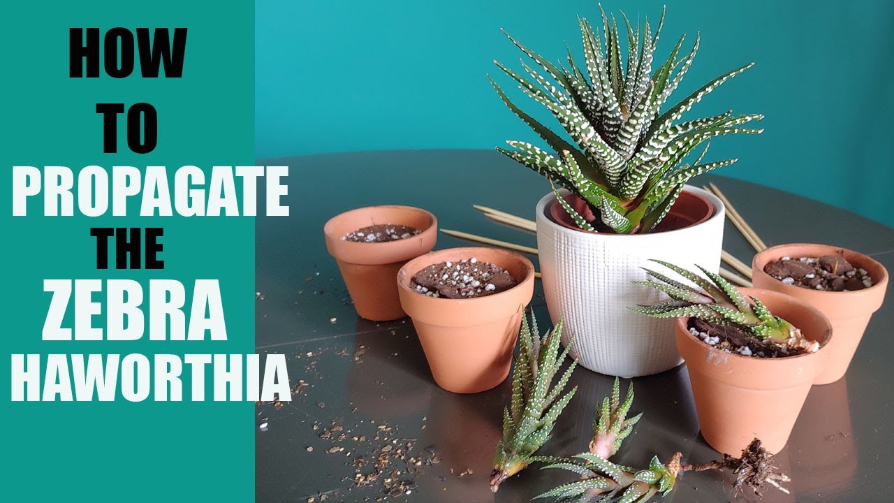 ZEBRA HAWORTHIA PROPAGATION - How to propagate The Zebra Haworthia pups