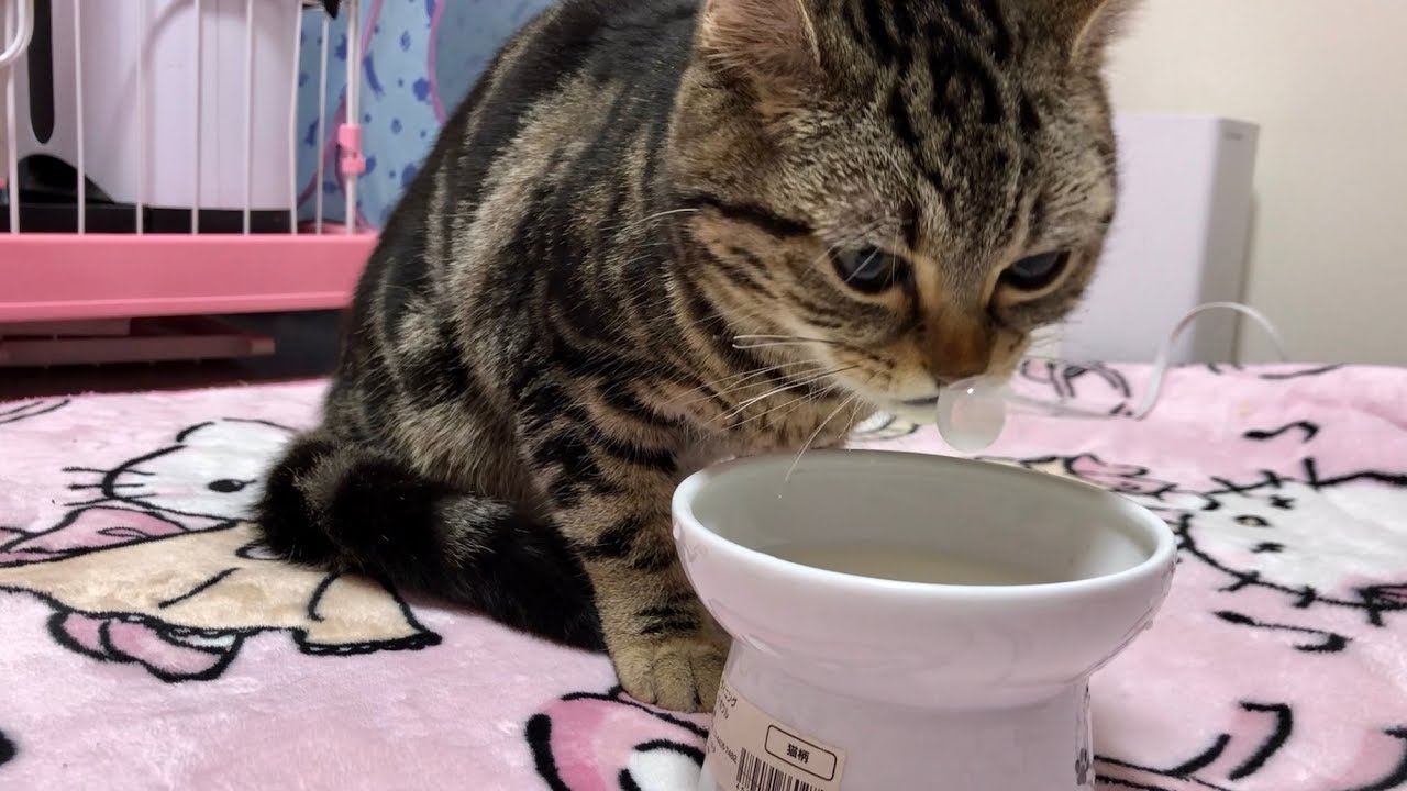 ミルクをすごい音を立ててがぶ飲みして鼻ちょうちんを作ってしまった猫ｗ