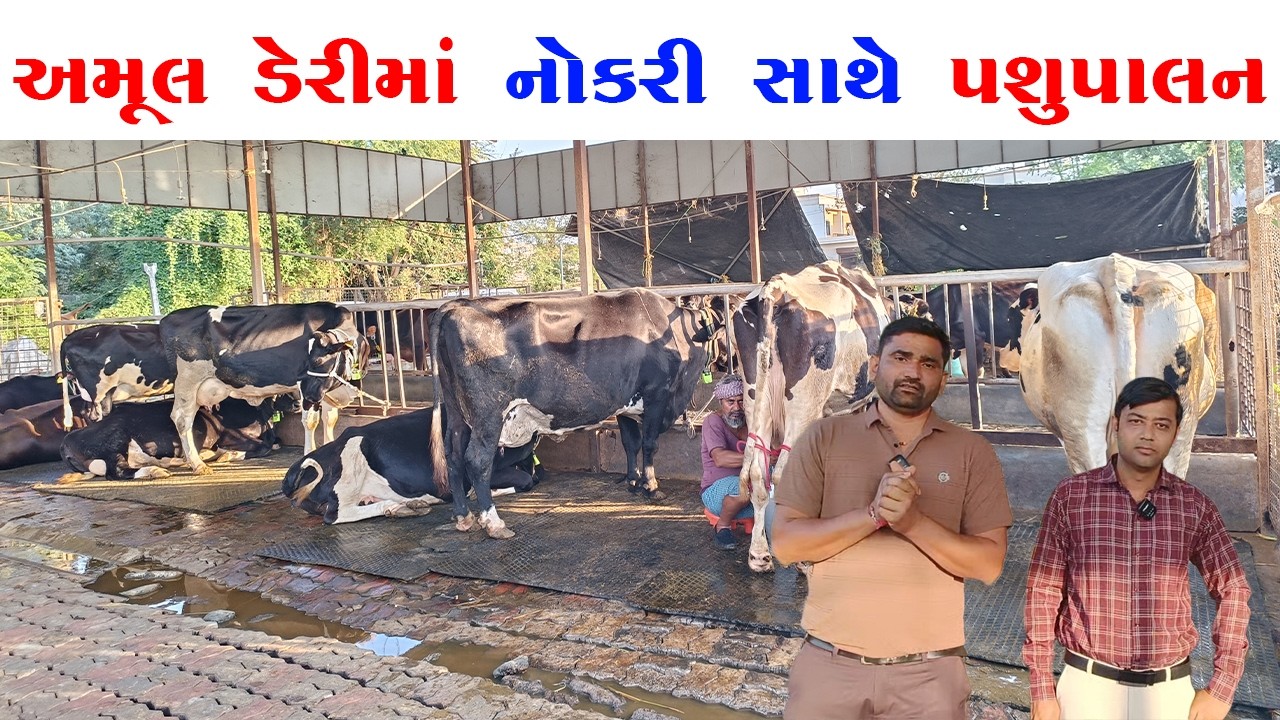 અમૂલ ડેરીમાં નોકરી સાથે પશુપાલન