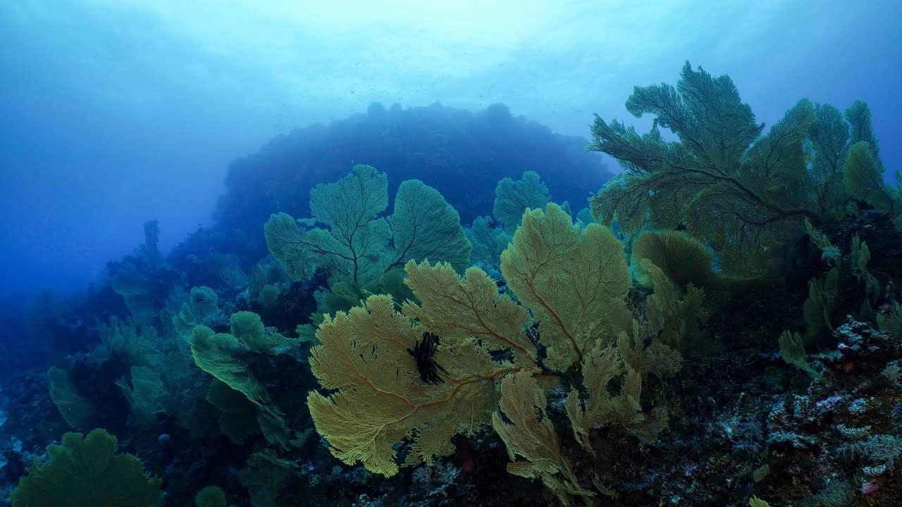 Expansive Gorgonian Sea Fan Gardens | 8K RED Raptor Showreel | Great Barrier Reef Stock Footage