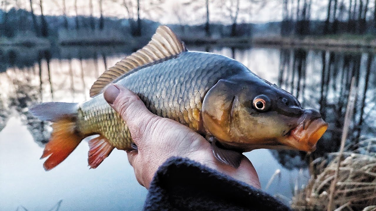 Pierwsze karpie na małym jeziorku
