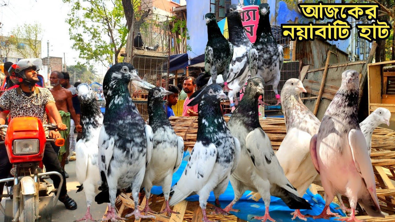 নয়াবাটি কবুতর হাট খুলনা ৬-৩-২৬ pigeon market in bangladesh,khulna pigeon market#নয়াবাটি কবুতরের হাট