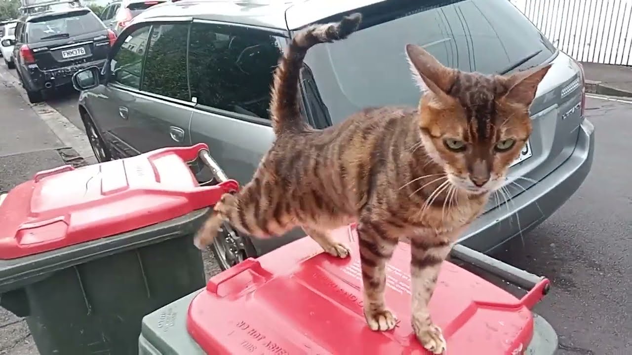路遇一只品种特殊的小猫，毛色像小豹子一样，而且它不是趴在车底下，居然是趴在垃圾桶上。不过小家伙还是挺友善的，撸撸毛也不生气。很可爱的一只。有谁认得它是什么品种，可以在评论区告诉张婶儿一声哈！#猫咪