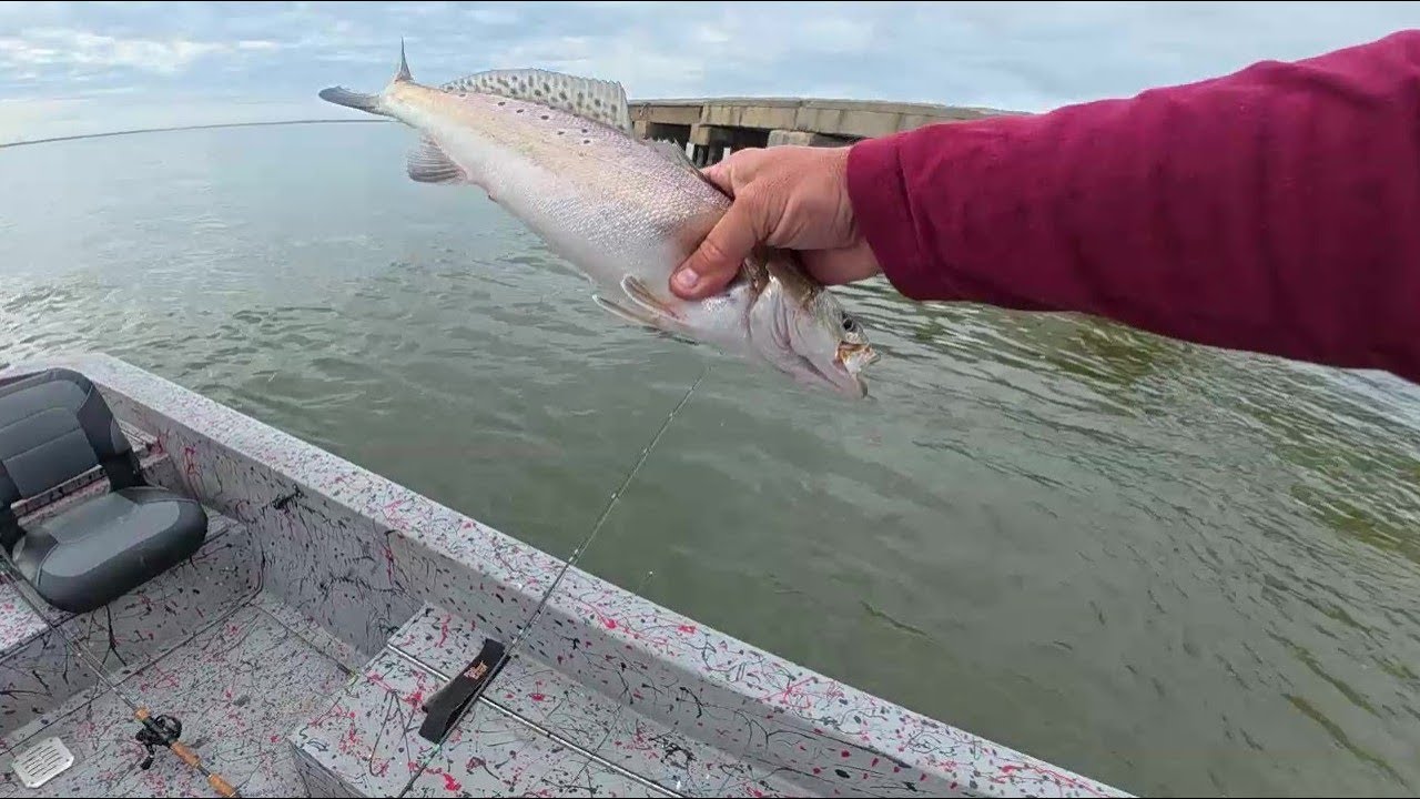 I Put Speckled Trout In The Boat Today Everyone Must’ve Been At The Wall 