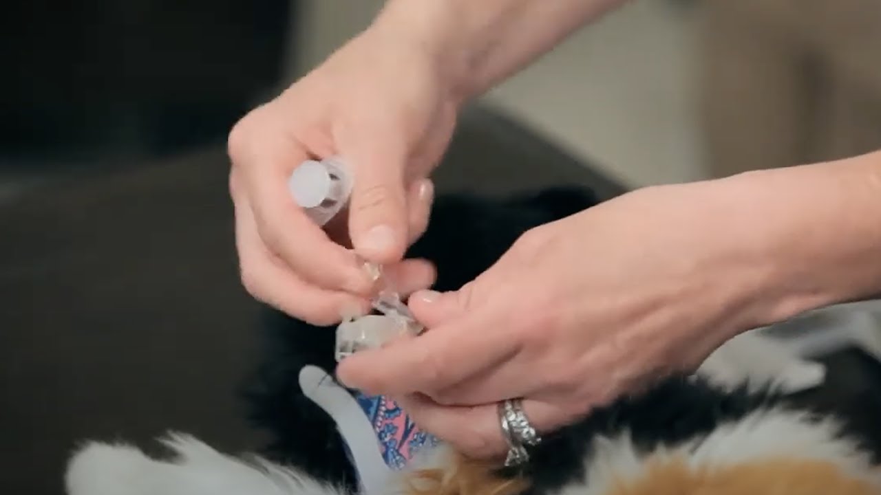 Feline Feeding Tube Home Care