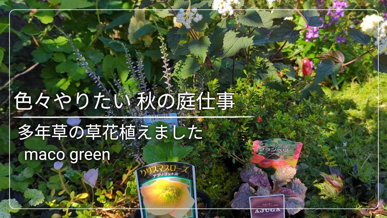 【秋のガーデニング】秋に植えたい多年草/花壇before after/冬花壇の準備＆種蒔き