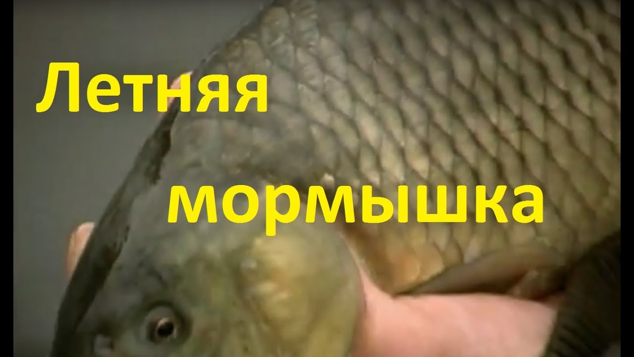 Диалоги о рыбалке - 217 - Летняя мормышка