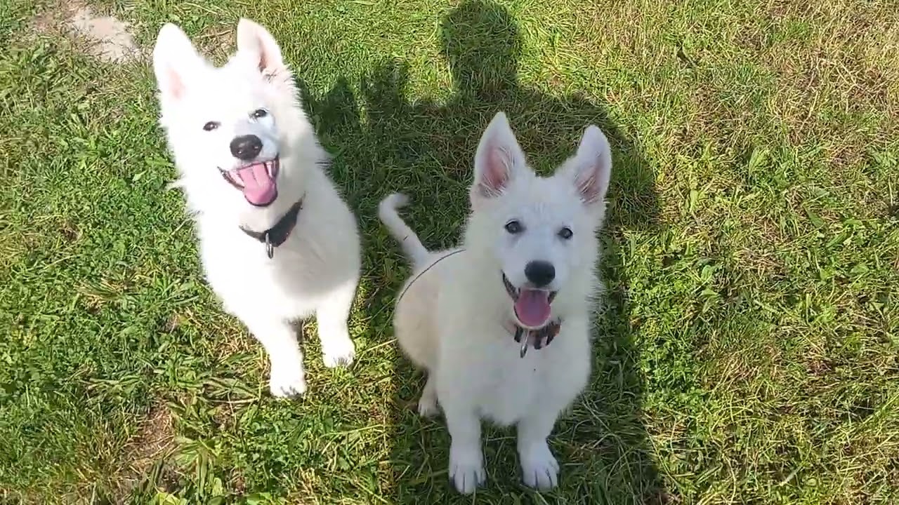 berger blanc suisse sortie chiot de rookie