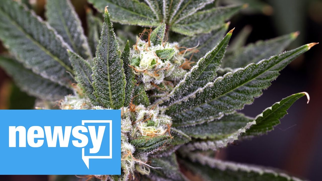 Why Marijuana Banking Reform Is In The New Coronavirus Stimulus Bill