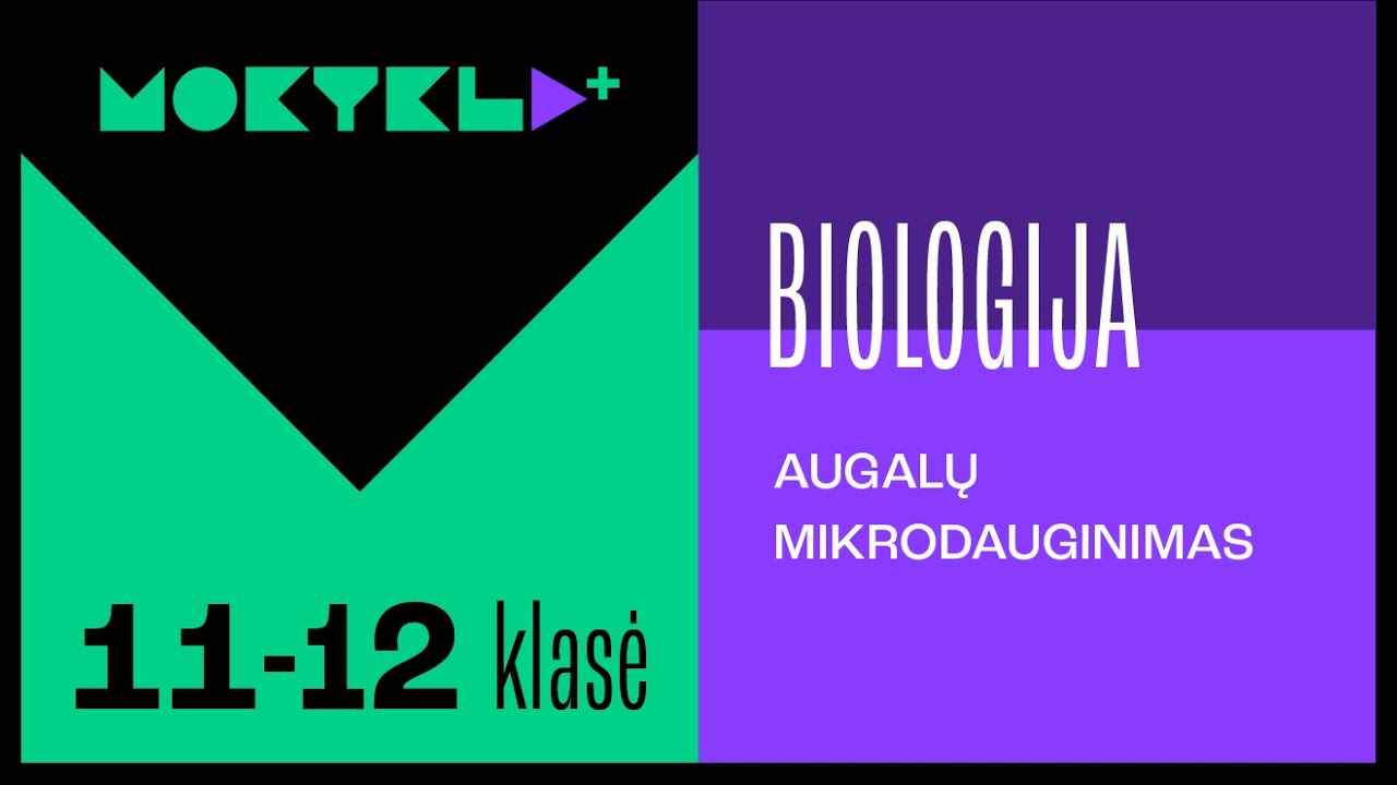 Mokykla+ | Biologija | 11-12 klasė | Augalų mikrodauginimas || Laisvės TV X