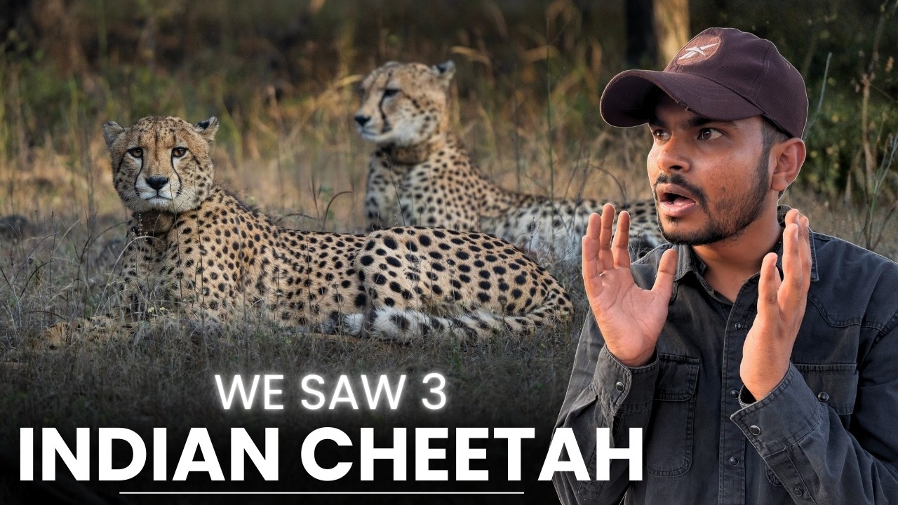 Best CHEETAH Sighting of Kuno National Park | Cheetah Safari in India | Ahera Gate