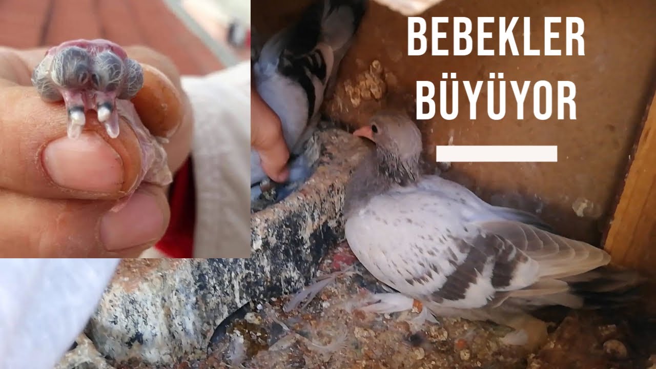 2 kardeş güvercini eşlerseniz ne olur Yavrular büyüyor kümesin son halleri