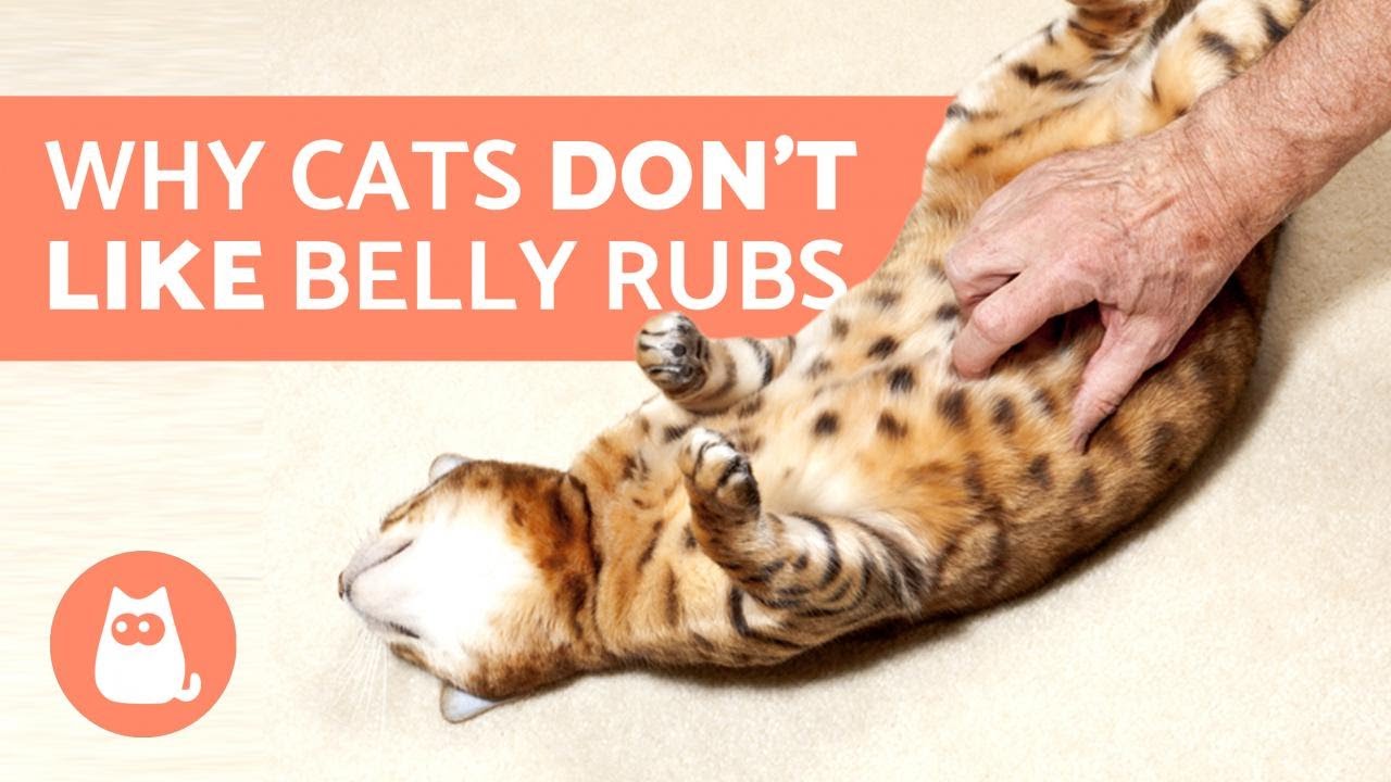 Why Cats Don't Like Their Belly Rubbed