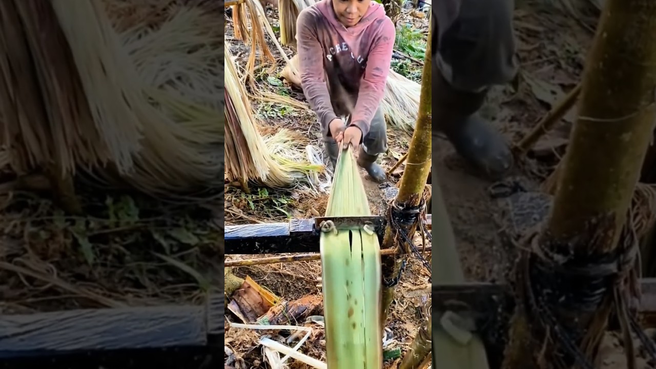 Process of extracting banana pulp