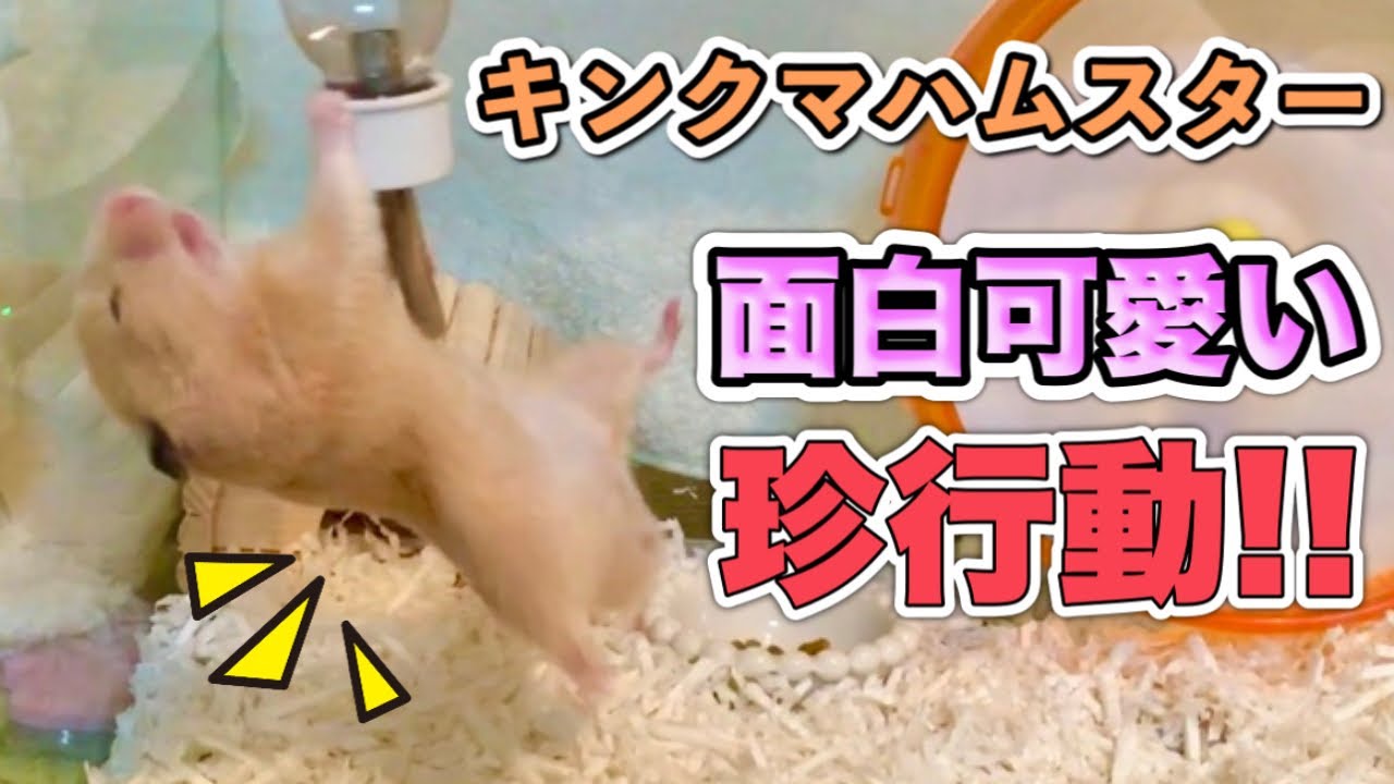 【キンクマハムスター】面白可愛い！？謎行動まとめ