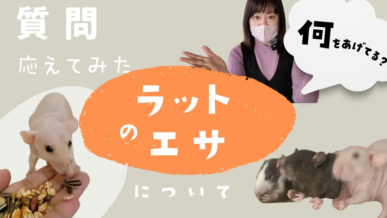 ラットの餌について【わたしがあげているフード】