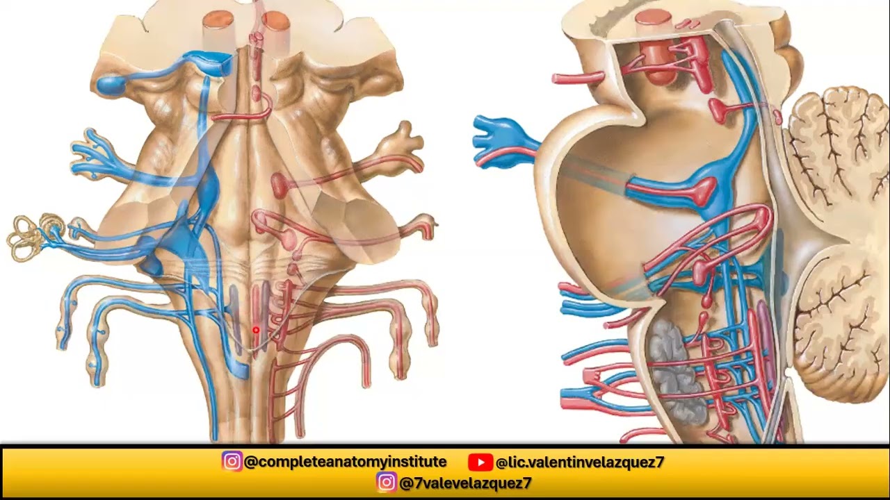 NEUROANATOMÍA | ORÍGEN REAL DE LOS NERVIOS CRANEALES