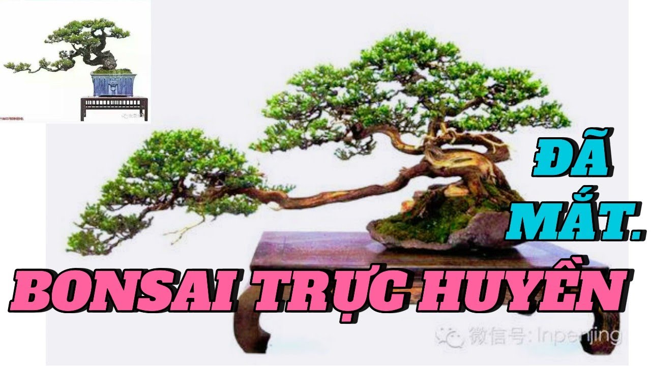 CHIÊM NGƯỠNG NHỮNG TÁC PHẨM BONSAI TRỰC HUYỀN