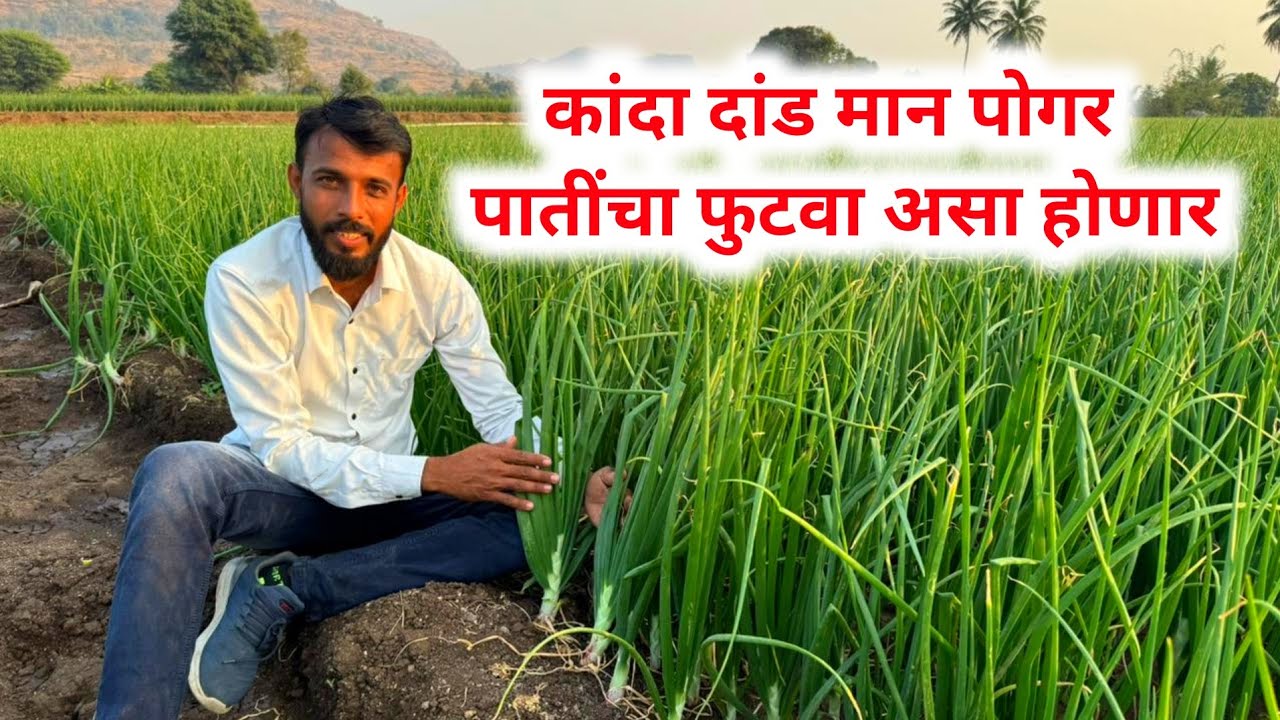 कांदा दांड मान पातींचा फुटवा होण्यासाठी उपाय | kanda pik niyojan | Milind bhor YouTube Channel 