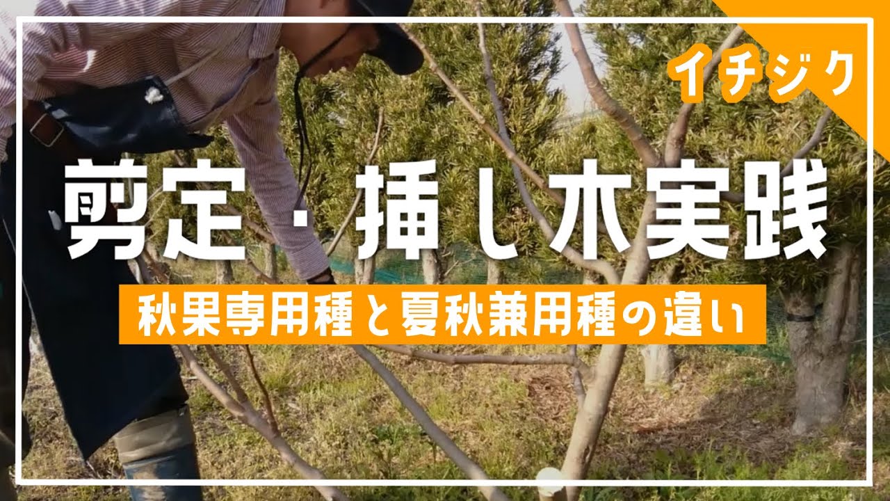 【イチジクの剪定】秋果専用種と夏秋兼用種の違い～挿し木も実践