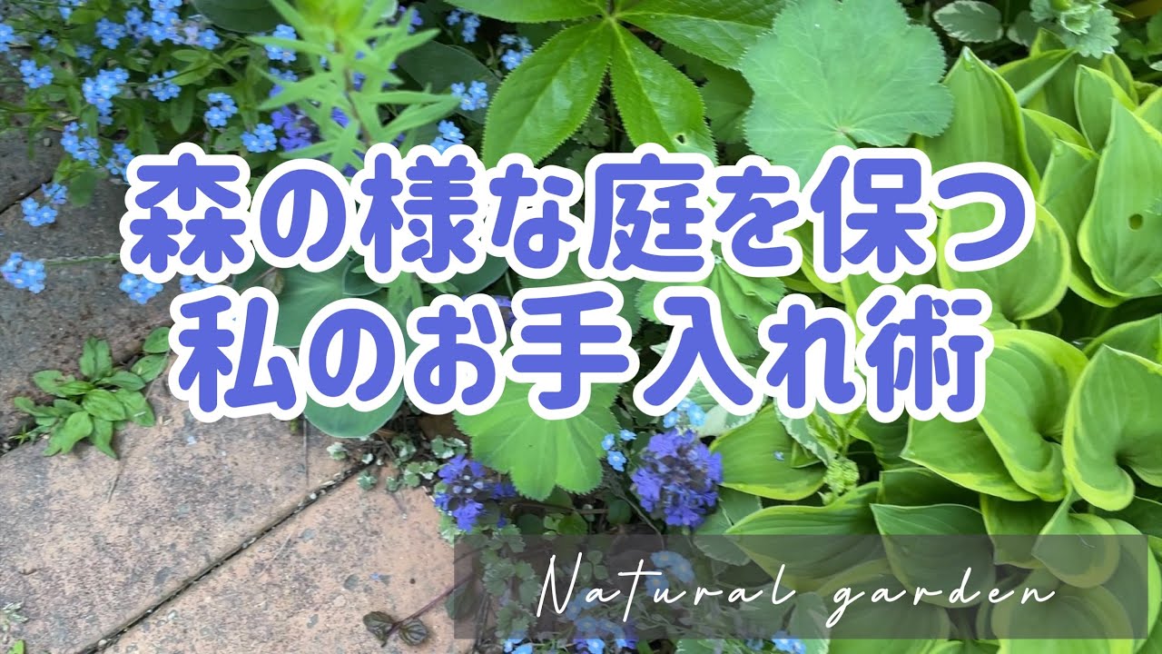森庭を美しく保つ秘訣🌿５月にやっておく庭仕事紹介【カラーリーフの増やし方】